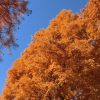 メタセコイア並木の紅葉の見頃は？紅葉情報はここで！近辺での観光は？
